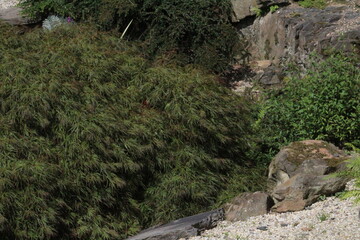 mountain lion in the mountains