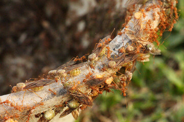 Food chain, diligence and unity of ants.