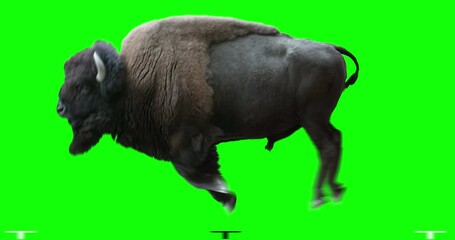 Isolated American Bison cyclical running. Can be used in real coloring, and as a silhouette. Green Screen.