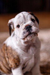 
English Bulldog, female puppy in portrait photography