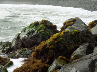 Fototapeta na wymiar Lapas marinas sobre rocas