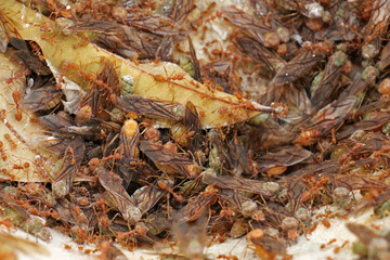 Food chain, diligence and unity of ants.