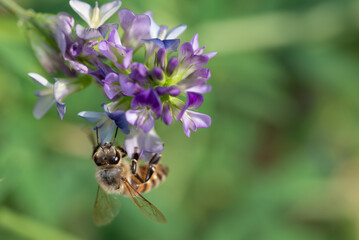 Close-up of honey bee pollinates alfalfa flower on natural background