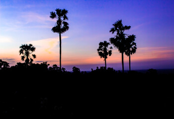 Fototapeta na wymiar Nice sunset colors with black shadows of some palms