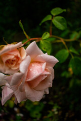 Fototapeta na wymiar wet roses