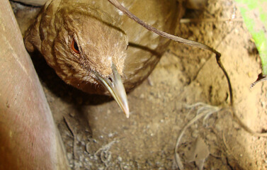 Mirada de pájaro marrón escondido
