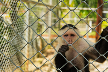 Monkey Behind the fence