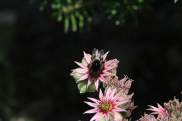 pink and white flower