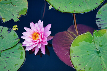 LILIE WODNE © michalsen