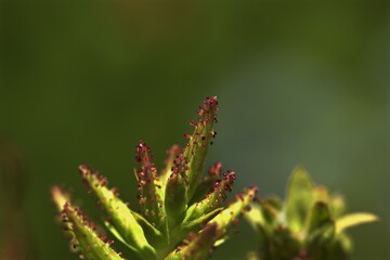 una planta desconocida de cerca