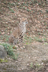 チーター