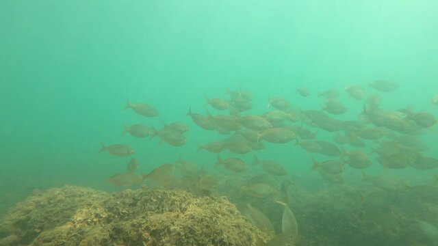 Group of bass fish  swimming in slow motion at mediterranean sea.