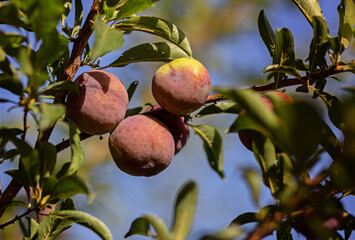 Fresh ripe blue plums on tree in summer garden on sky background