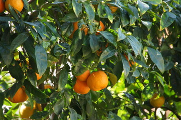 orange tree