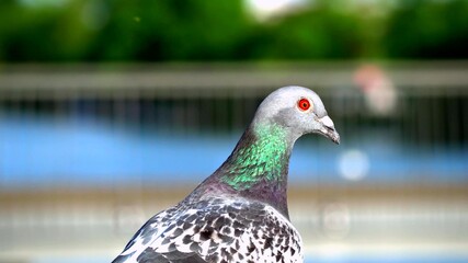 Photo of the head of a beautiful pigeons with red eyes