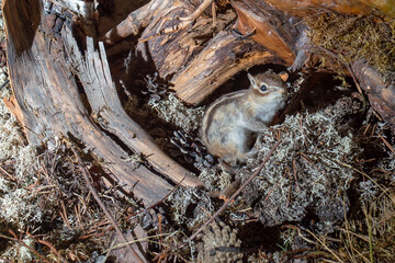 Chipmunk in woods. Hiding for hunting. Front and side view. Stuffed.