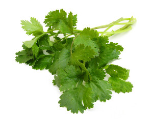 Cilantro