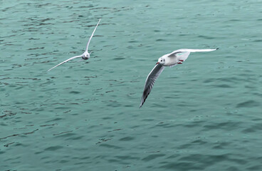 Two seagulls flying in the sea at afternoon.