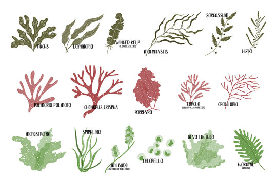 Big set of edible seaweeds. Brown, red and green algae. Sea vegetables. Vector flat illustration, isolated on white