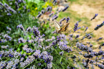 papillon sur fleurs sauvages de couleur violette-5 © PL.TH