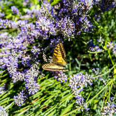 papillon sur fleurs sauvages de couleur violette-8