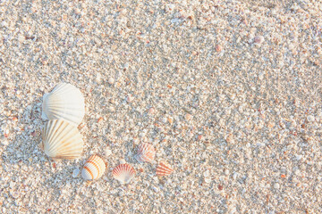 Close-up of the beach with shells and sea sand, in the morning hours