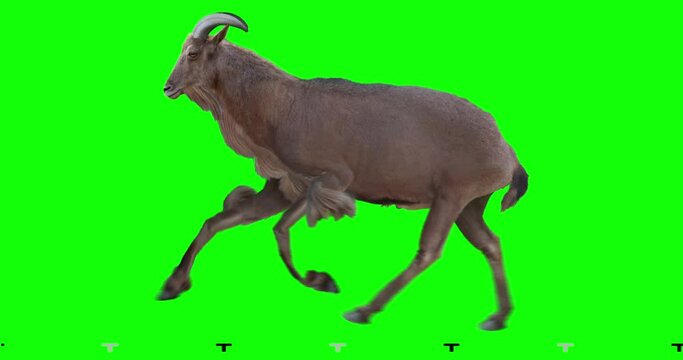 Barbary Sheep gallop runs. Animation is cyclic and isolated. Green Screen