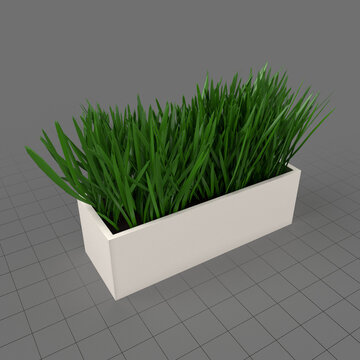 Grass in pot 1