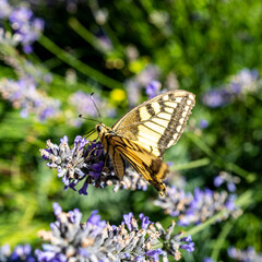 papillon sur fleurs sauvages de couleur violette-7