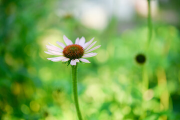 Echinacea purpurea, flowers in the garden