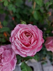 pink rose in garden