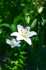 Blooming lily on a green background