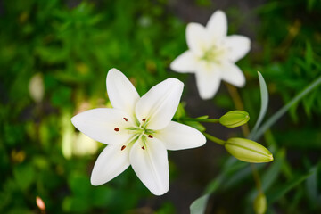 Fototapeta premium Blooming lily on a green background