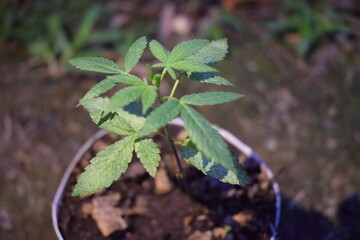 weed