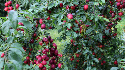 Delicious ripe plums on the branches of a tree in the garden. Ripe plums hanging from a tree branch ready to be harvested.