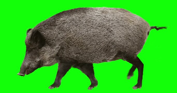 Wild boar is walking. Animation is cyclic and isolated. Green Screen