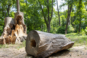 Remains after cutting down trees in the forest. Ecology, deforestation.