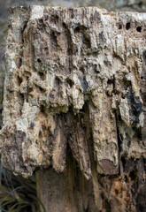 Old wooden texture. Vertical image.