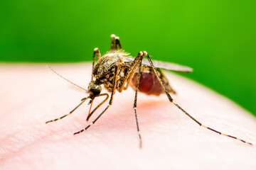 Dengue Infected Mosquito Bite on Green Background. Leishmaniasis, Encephalitis, Yellow Fever, Dengue, Malaria Disease, Mayaro or Zika Virus Infectious Culex Mosquito Parasite Insect Macro.
