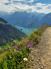 Górska ścieżka porośnięta kwiatami i otoczona wysokimi górami oraz turkusowym jeziorem