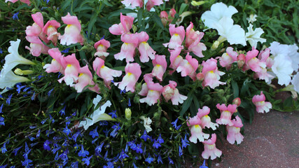 Pink and blue flowers on a flower bed in the garden. Low flowers in the decoration of the flower bed