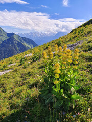 Krajobraz górski z kwiatami na pierwszym planie. Droga z Fronalpstock do Kringelstock. Szwajcaria, Alpy. - obrazy, fototapety, plakaty