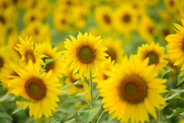 Yellow Sunflower Field of sunflowers