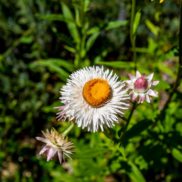 fleurs aux nombreux pétales blancs-5