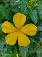 yellow flower on green background
