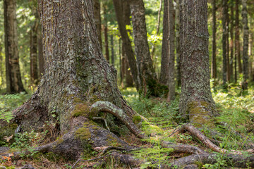 Fototapeta premium Trunk and roots of the Siberian cedar.