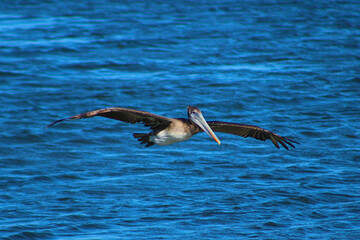 a majestic pelican bird in flight at the beach at Malibu Lagoon in California
