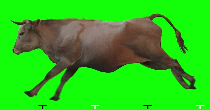 Brown bull runs on a transparent background. Cyclic animation. Green Screen. Can also use as a silhouette.