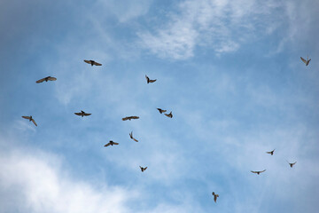 SKY BIRDS