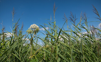 Naklejka premium White Cow Parsley flower between wild grass in meadow of Belgian nature reserve.
